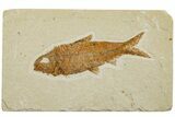 Detailed Fossil Fish (Knightia) - Wyoming #227462-1